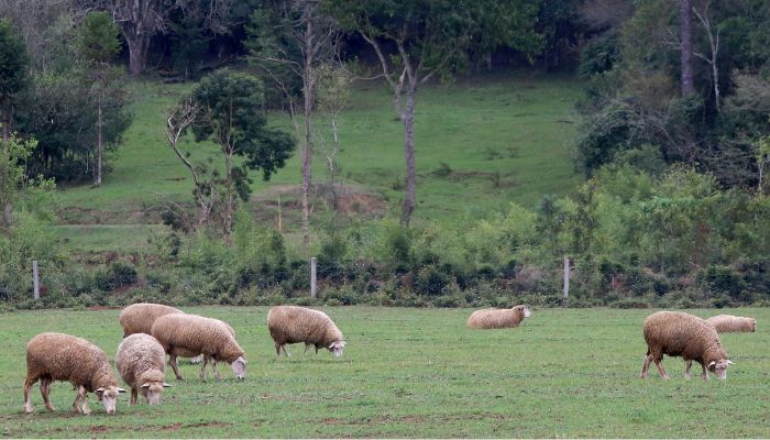 Foto: Jaelson Lucas/Arquivo AEN Adapar divulga nota técnica sobre lotes de vacinas contra clostridioses